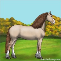 Horse Color:Red Dun Splash 