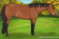 Horse Color:Bay 