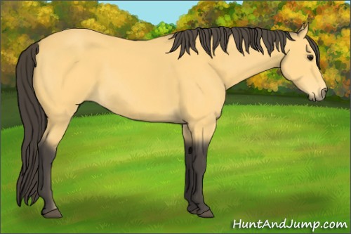 Horse Color:Buckskin 