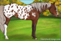 Horse Color:Silver Brown Appaloosa