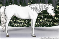 Horse Color:Silver Buckskin Appaloosa 