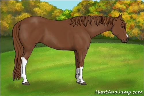 Horse Color:Gray Chestnut 