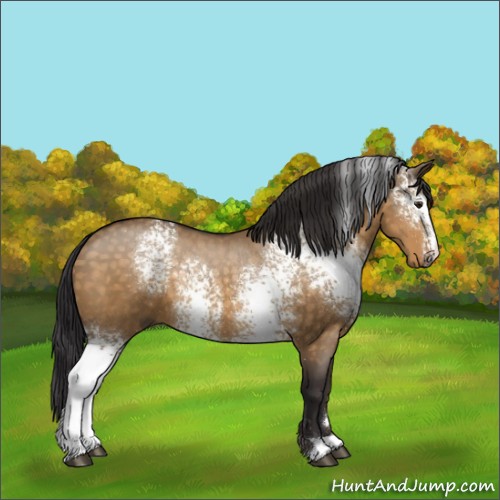 Horse Color:White Spotted Buckskin Dun Sabino