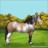 Horse Color:White Spotted Buckskin Dun Sabino