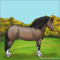 Horse Color:Brown Dun Sabino