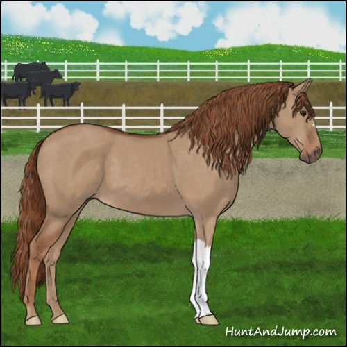 Horse Color:Red Dun 