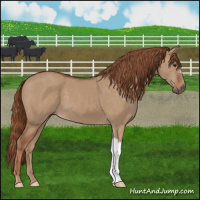Horse Color:Red Dun 