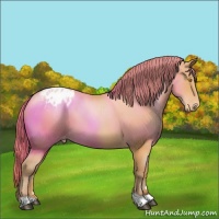 Horse Color:Bay Pearl Appaloosa 