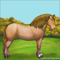 Horse Color:Bay Pearl