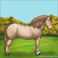 Horse Color:Chestnut Pearl