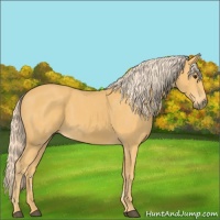 Horse Color:Palomino