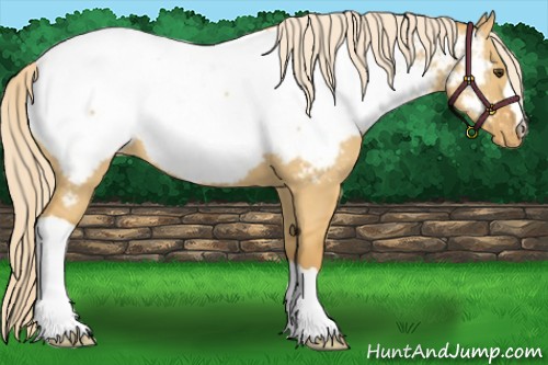 Horse Color:Palomino Dun Snowcap
