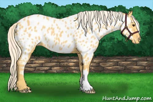 Horse Color:Palomino Appaloosa