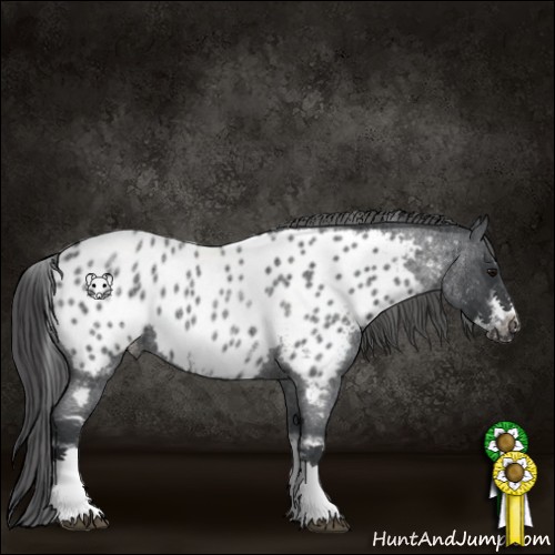 Horse Color:White Spotted Blue Roan Splash Frame Appaloosa 