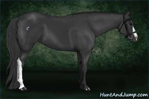 Horse Color:Black 