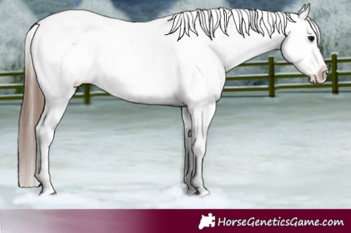 Horse Color:Bay Roan Blanket 