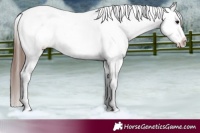 Horse Color:Bay Roan Appaloosa 