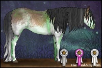 Horse Color:White Spotted Bay Roan Splash
