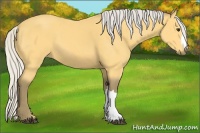 Horse Color:Silver Buckskin 