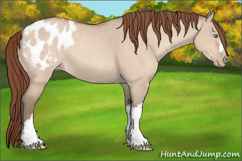Horse Color:Amber Champagne Dun Appaloosa Rabicano 