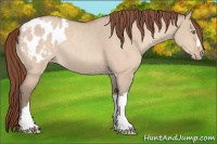 Horse Color:Amber Champagne Dun Blanket Rabicano 