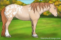 Horse Color:Buckskin Pearl Sabino Appaloosa 