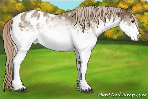 Horse Color:White Spotted Chocolate Palomino Sabino Blanket