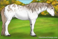 Horse Color:White Spotted Chocolate Palomino Sabino Blanket 