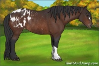 Horse Color:Brown Appaloosa Rabicano 
