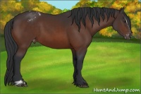 Horse Color:Bay Sabino Appaloosa 