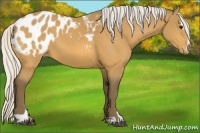 Horse Color:Silver Buckskin Sabino Appaloosa 