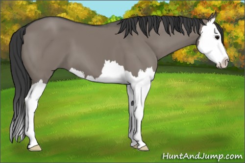 Horse Color:Grullo Splash 