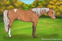 Horse Color:Silver Bay Appaloosa 