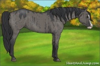 Horse Color:Grullo Roan Splash 