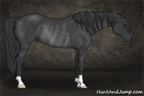 Horse Color:Black Rabicano 