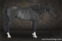 Horse Color:Black Rabicano 