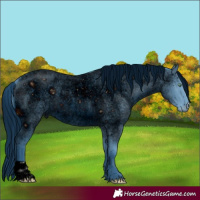 Horse Color:ERROR: UNKNOWN ANOMALY