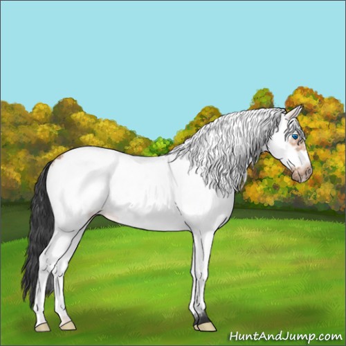Horse Color:White Spotted Bay Frame 