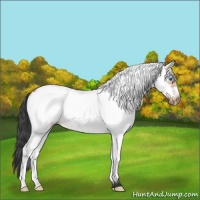 Horse Color:White Spotted Bay Frame 