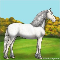 Horse Color:Cremello Appaloosa 
