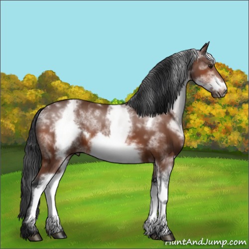 Horse Color:White Spotted Bay Frame