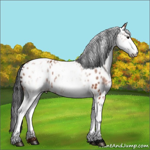 Horse Color:White Spotted Bay Appaloosa 