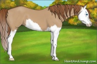 Horse Color:Red Dun Splash 