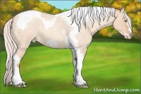 Horse Color:Silver Amber Champagne Roan Dun Splash Tobiano Frame Appaloosa Rabicano 