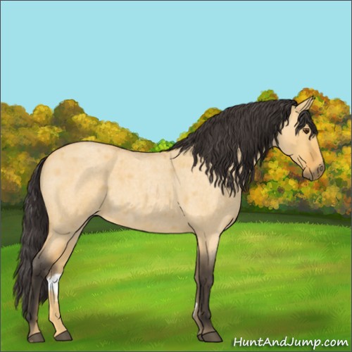 Horse Color:Buckskin Roan Dun 