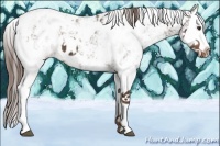 Horse Color:Liver Chestnut Sabino Splash Near Leopard 