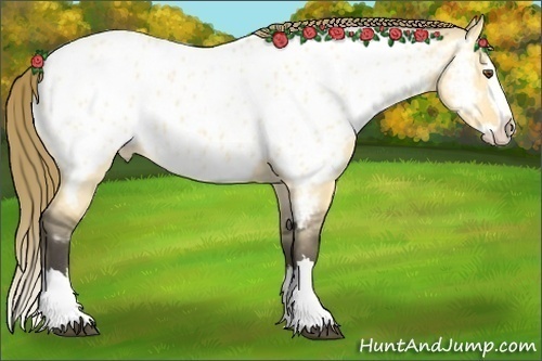 Horse Color:Buckskin Roan Dun Splash Appaloosa 