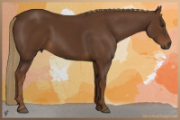 Horse Color:Gray Chestnut 