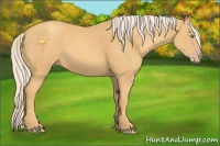 Horse Color:Gold Cream Champagne 