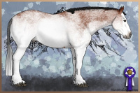 Horse Color:Gray White Spotted Bay Splash Rabicano